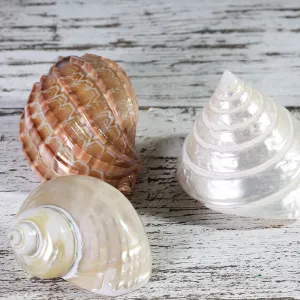 Shells Angulate Periwinkle