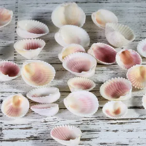 Shells Cilico Scallop