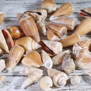 Shells Misc