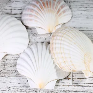 Shells Natural Bay Scallop